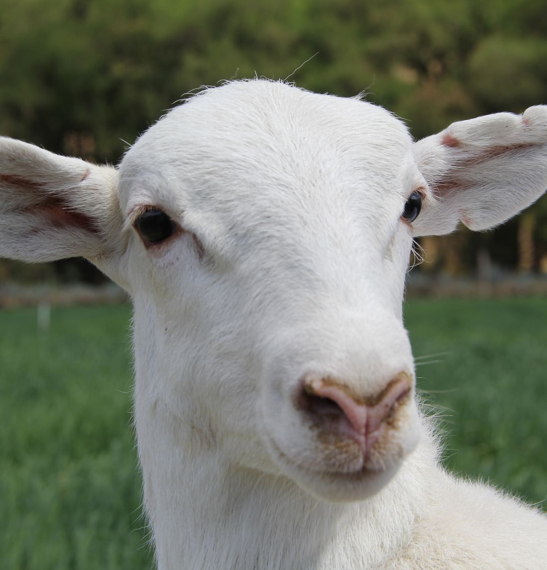 Retrato de un cordero blanco sobre pasto verde.