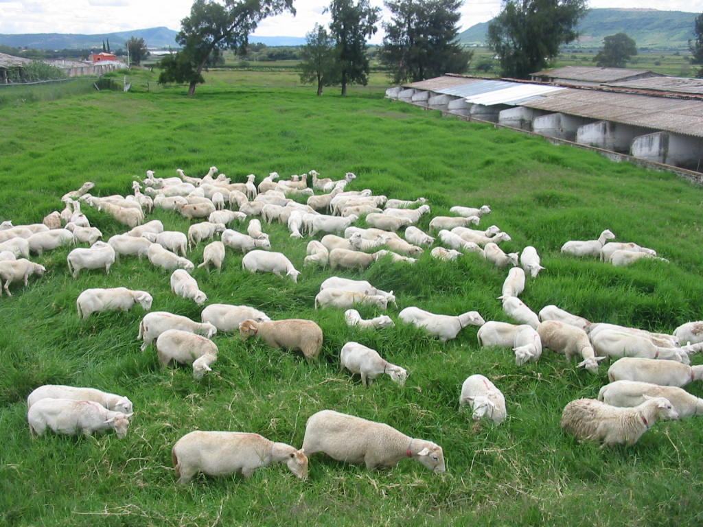 Rebaño ovino pastoreando en una pradera verde junto a las instalaciones del rancho.